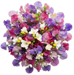 Multicolored Sweet Pea with Freesias Bouquet - Flowers Box London