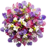 Multicolored Sweet Pea with Freesias Bouquet - Flowers Box London