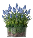 Muscari Arrangement in Glass Cylinder Pot - Flowers Box London