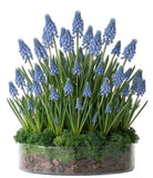 Muscari Arrangement in Glass Cylinder Pot - Flowers Box London