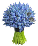 Muscari Bridal Bouquet