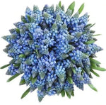 Muscari Bridal Bouquet