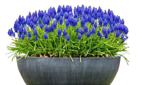 Muscari in a Pot - Flowers Box London
