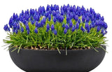 Muscari in a Pot - Flowers Box London