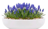 Muscari in a Pot - Flowers Box London