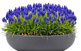 Muscari in a Pot - Flowers Box London