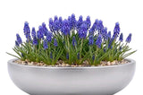 Muscari in a Pot - Flowers Box London