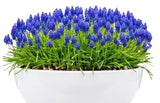 Muscari in a Pot - Flowers Box London