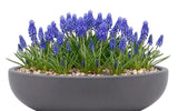 Muscari in a Pot - Flowers Box London