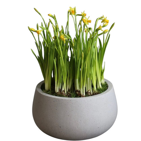 Narcissus in Ceramic Bowl - Flowers Box London
