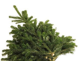 Normann Fir Branches: A Luxurious Touch for Holiday Decor - Flowers Box London
