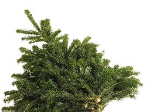 Normann Fir Branches: A Luxurious Touch for Holiday Decor - Flowers Box London