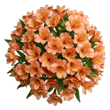 Orange Alstroemeria Bouqet - Flowers Box London