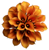 Orange Calla Lily Bouquet - Flowers Box London