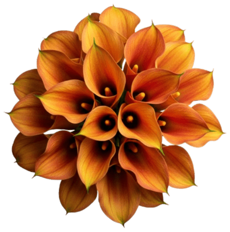 Orange Calla Lily Bouquet - Flowers Box London