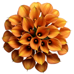 Orange Calla Lily Bouquet - Flowers Box London