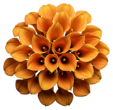 Orange Calla Lily Bouquet - Flowers Box London