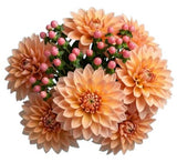 Orange Dahlia Bouquet with Hypericum