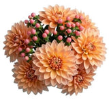 Orange Dahlia Bouquet with Hypericum - Flowers Box London