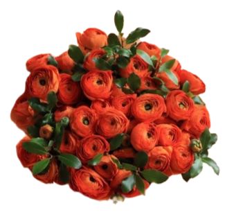 Orange Ranunculus Bouquet with Greenery