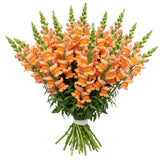 Orange Snapdragons Bouquet - Flowers Box London