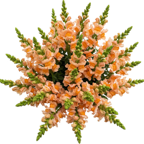 Orange Snapdragons Bouquet