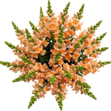 Orange Snapdragons Bouquet - Flowers Box London