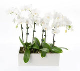 Orchids in Rectangle Cement Pot - Flowers Box London