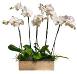 Orchids in Rectangle Cement Pot