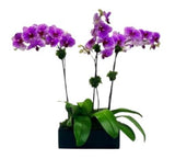Orchids in Rectangle Cement Pot