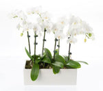 Orchids in Rectangle Cement Pot
