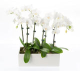 Orchids in Rectangle Cement Pot