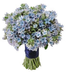Oxypetalum Bridal Bouquet