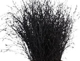 Paint Berk Branches ( Betula): Vibrant and Unique for Home Decor - Flowers Box London