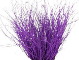 Paint Berk Branches ( Betula): Vibrant and Unique for Home Decor - Flowers Box London