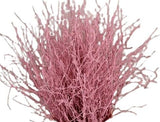 Paint Berk Branches ( Betula): Vibrant and Unique for Home Decor - Flowers Box London