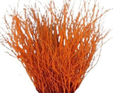 Paint Berk Branches ( Betula): Vibrant and Unique for Home Decor - Flowers Box London