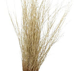 Paint Berk Branches ( Betula): Vibrant and Unique for Home Decor - Flowers Box London