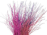 Paint Berk Branches ( Betula): Vibrant and Unique for Home Decor - Flowers Box London