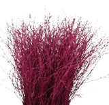 Paint Berk Branches ( Betula): Vibrant and Unique for Home Decor - Flowers Box London