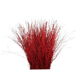 Paint Berk Branches ( Betula): Vibrant and Unique for Home Decor - Flowers Box London