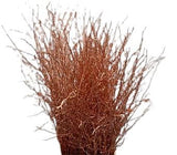 Paint Berk Branches ( Betula): Vibrant and Unique for Home Decor - Flowers Box London