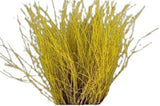 Paint Berk Branches ( Betula): Vibrant and Unique for Home Decor - Flowers Box London