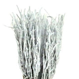 Paint Berk Branches ( Betula): Vibrant and Unique for Home Decor - Flowers Box London