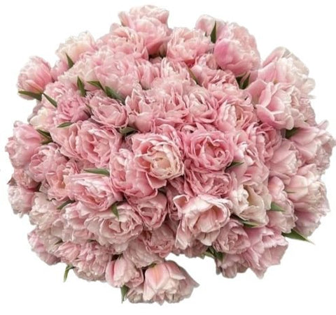 Pale Pink Double Tulips Bouquet - Flowers Box London