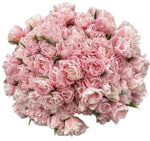 Pale Pink Double Tulips Bouquet