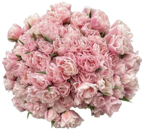 Pale Pink Double Tulips Bouquet
