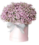Pastel Pink Gypsophila Box - Flowers Box London