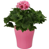 Pelargonium Grandiflorum in Ceramic Pot - Flowers Box London