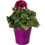 Pelargonium Grandiflorum in Ceramic Pot - Flowers Box London